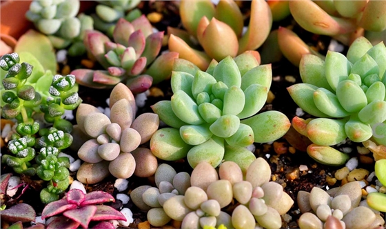 此篇文章有關(guān)于室內(nèi)空氣凈化治理，植物除甲醛到底有沒有可能，吸收治理甲醛的含量有多少？